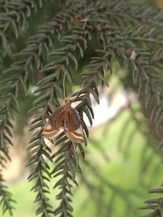 Eoophyla