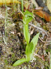 Pterostylis montana