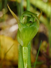 Pterostylis montana