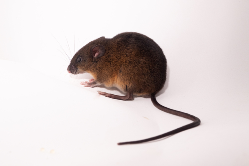 Musser's Montane Rat (Pattonimus musseri) — Data Deficient Mammalia