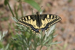 Papilio machaon syriacus
