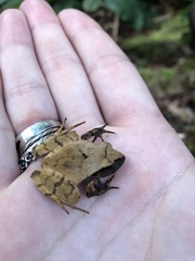 Platyplectrum fletcheri