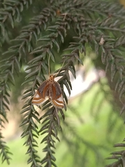 Eoophyla