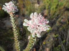 Paranomus spathulatus