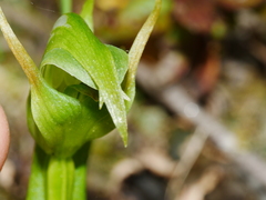 Pterostylis montana