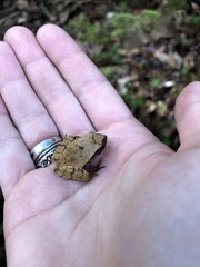 Platyplectrum fletcheri