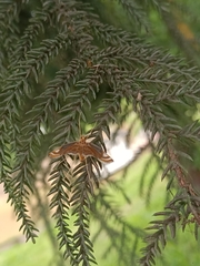 Eoophyla