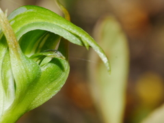 Pterostylis montana