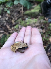 Platyplectrum fletcheri