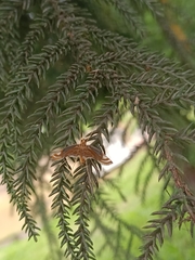 Eoophyla