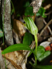 Pterostylis montana