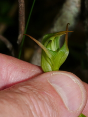 Pterostylis montana