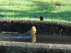 Emberiza citrinella caliginosa