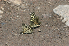 Papilio machaon syriacus