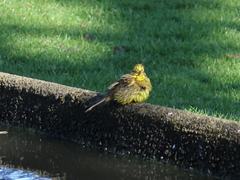 Emberiza citrinella caliginosa