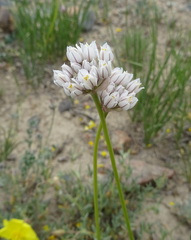Allium oreoprasum