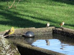Emberiza citrinella caliginosa