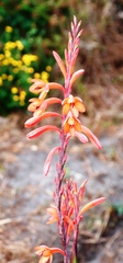 Watsonia tabularis