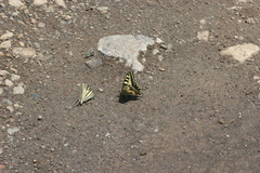 Papilio machaon syriacus