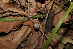 Doratifera vulnerans