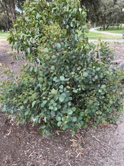 Eucalyptus cladocalyx