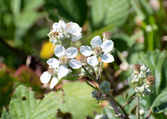 Rubus fruticosus