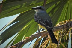 Tyrannus melancholicus satrapa