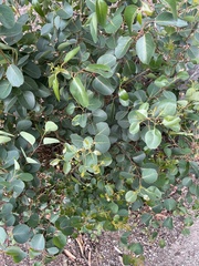 Eucalyptus cladocalyx