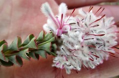 Paranomus spathulatus