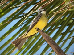 Tyrannus melancholicus satrapa