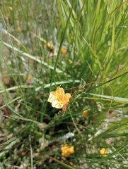 Oenothera stricta