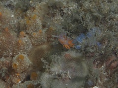 Coryphellina poenicia