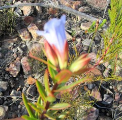 Lobostemon strigosus