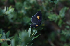 Candalides xanthospilos