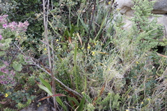 Pseudopentameris macrantha