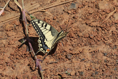 Papilio machaon syriacus