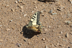 Papilio machaon syriacus