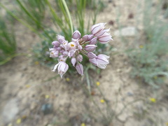 Allium oreoprasum