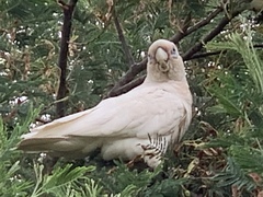Cacatua sanguinea gymnopis