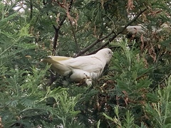 Cacatua sanguinea gymnopis