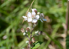 Rubus fruticosus