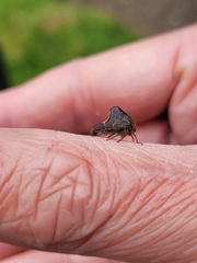 Telamona monticola