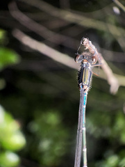 Austrolestes colensonis
