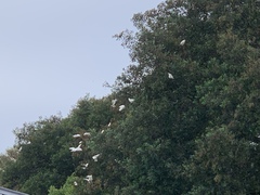 Cacatua sanguinea gymnopis