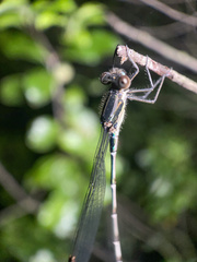 Austrolestes colensonis