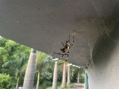 Nephilingis cruentata