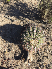 Ferocactus viridescens