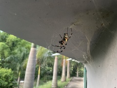 Nephilingis cruentata