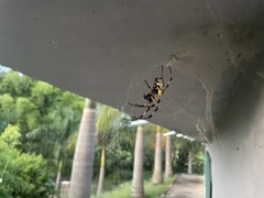 Nephilingis cruentata