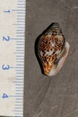 Columbella rustica